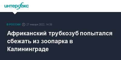 Африканский трубкозуб попытался сбежать из зоопарка в Калининграде - interfax.ru - Москва - Россия - Екатеринбург - Калининград - Калининград