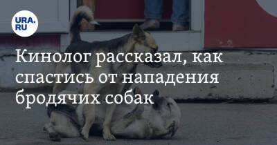 Кинолог рассказал, как спастись от нападения бродячих собак - ura.news - Россия - Челябинск - Свердловская обл.