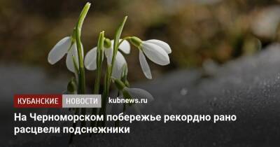 На Черноморском побережье рекордно рано расцвели подснежники - kubnews.ru - Россия - Сочи - Краснодарский край - Новороссийск - Новороссийск - Сочи - Черное Море