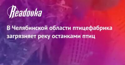 В Челябинской области птицефабрика загрязняет реку останками птиц - readovka.ru - Россия - Челябинская обл. - район Кунашакский