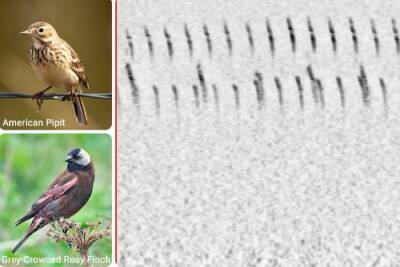 Нейросеть обучили распознавать птиц по пению даже при наличии фонового шума - itc.ua - Украина