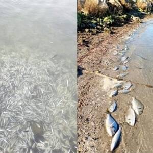 Греция - От холода в Греции погибли сотни тысяч рыб. Видео - reporter-ua.com - Греция