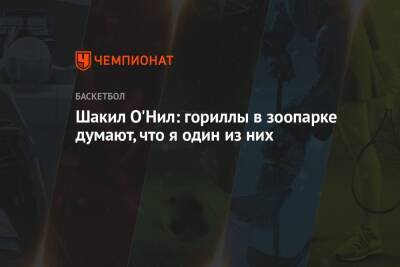 Шакил Онил - Шакил О'Нил: гориллы в зоопарке думают, что я один из них - championat.com - Бостон - Лос-Анджелес