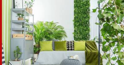 Озеленение квартиры: как выбрать растение для каждой комнаты - profile.ru