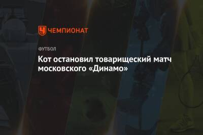 Иван Ордец - Кот остановил товарищеский матч московского «Динамо» - championat.com - Москва - Италия - София