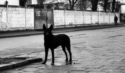 Эксперт рассказал как вести себя в случае нападения бродячих собак - nashgorod.ru