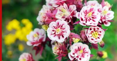 Цветут уже в первый год: 5 неприхотливых, но красивых многолетников для сада - profile.ru