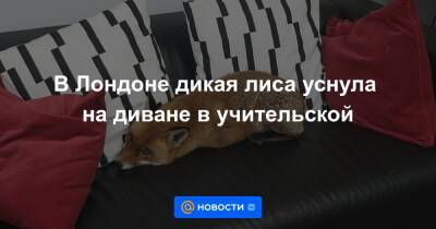 Анна Лысенко - В Лондоне дикая лиса уснула на диване в учительской - news.mail.ru - Лондон