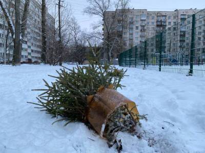 В Ульяновке вандалы вырвали с корнями недавно высаженные молодые елки — фото - ivbg.ru - Украина - район Тосненский - Ленобласть