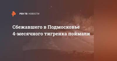 Сбежавшего в Подмосковье 4-месячного тигренка поймали - ren.tv - Московская обл.