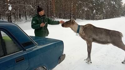 Северный олень выпрашивал еду у автомобилистов на нижегородской трассе - vgoroden.ru