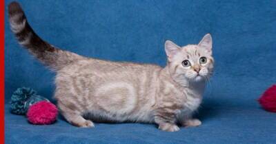 Миниатюрные кошки: 7 пород небольших размеров - profile.ru - США - Сингапур - Республика Сингапур