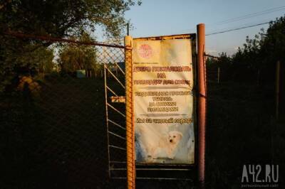 «Просто минное поле»: кузбассовцы пожаловались на повсеместное отсутствие площадок для выгула собак - gazeta.a42.ru - Кузбасс