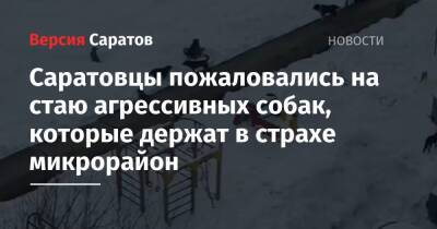 Саратовцы пожаловались на стаю агрессивных собак, которые держат в страхе микрорайон - nversia.ru - Саратов - район Заводский, Саратов