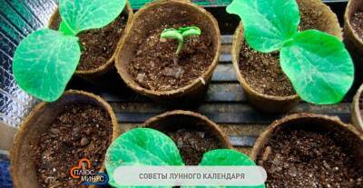 В новолуние все растения становятся крайне уязвимыми. Чем заняться садоводу в начале февраля? - grodnonews.by - Белоруссия