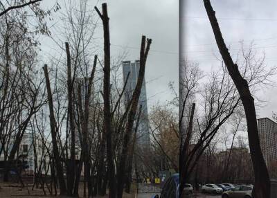 Москвичи пожаловались на безжалостную рубку деревьев в Раменках - mskgazeta.ru - Москва