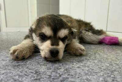 Спасенный на морозе щенок из коробки умер в Новосибирске - novos.mk.ru - Новосибирск