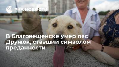 В Благовещенске умер пес Дружок, ставший символом преданности во время паводка 2013 года - ria.ru - Россия - Амурская обл. - Хабаровский край - Еврейская обл. - Благовещенск
