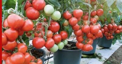 Мобильный огород: выращивание томатов в ведрах дает хороший урожай несмотря на климат - profile.ru - Россия
