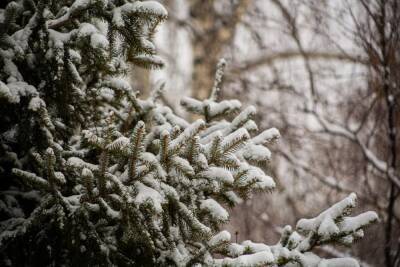 Густаво Зырянов - Синоптики опубликовали прогноз погоды на февраль в Новосибирске - sib.fm - Новосибирск