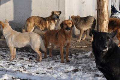 Кожуховский приют для бездомных животных переселят за МКАД - argumenti.ru - Москва