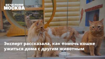 Эксперт рассказала, как помочь кошке ужиться дома с другим животным - vm.ru
