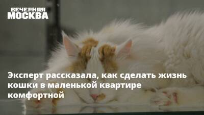 Эксперт рассказала, как сделать жизнь кошки в маленькой квартире комфортной - vm.ru