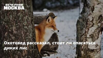 Охотовед рассказал, стоит ли опасаться диких лис - vm.ru