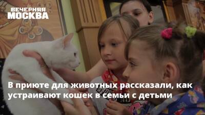 В приюте для животных рассказали, как устраивают кошек в семьи с детьми - vm.ru