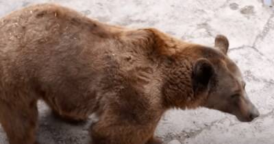 Хает Шамсутдинов - Появилось видео, как мать бросила дочь в вольер к медведю в Ташкенте (видео) - focus.ua - Украина - Узбекистан - Ташкент - Кения