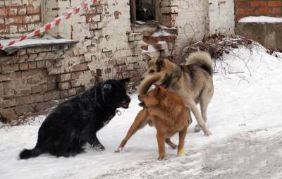 Стая собак набросилась на ребенка в Днепре: «пытался с ней ласково разговаривать» - dnepr.politeka.net - Украина - Полтава