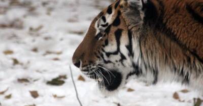 Легковое авто насмерть сбило амурского тигра в Приморье - ren.tv - Хабаровский край - Приморье край