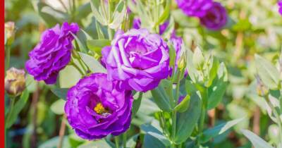 Цветы, похожие на розу: 7 доступных, но красивых растений для сада - profile.ru