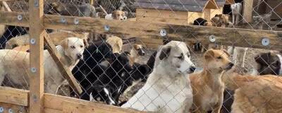 Хас-Магомед Кадыров - В Грозном чиновники забрали из приютов 30 собак, пообещав одному из них новое здание - runews24.ru - Грозный