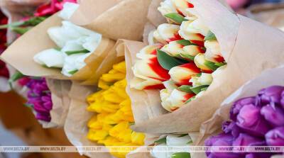 Андрей Морозов - Тюльпаны будут уже к 14 февраля: сколько цветов готовится поставить тепличный комбинат - belta.by - Белоруссия - Минск - Голландия