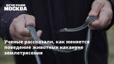 Ученые рассказали, как меняется поведение животных накануне землетрясения - vm.ru