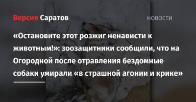 «Остановите этот розжиг ненависти к животным!»: зоозащитники сообщили, что на Огородной после отравления бездомные собаки умирали «в страшной агонии и крике» - nversia.ru - Саратов