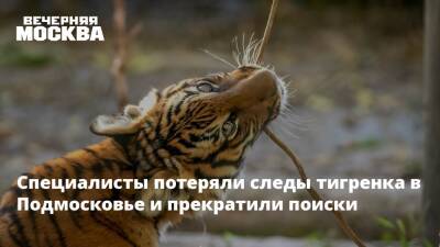 Специалисты потеряли следы тигренка в Подмосковье и прекратили поиски - vm.ru - Московская обл.
