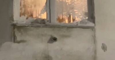 Котенка выставили на улицу во время циклона на Сахалине - ren.tv - Углегорск - Сахалин