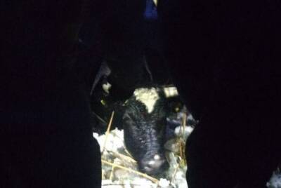 600-килограммовый бык провалился под лед в Харькове, фото: спасатели бросились на помощь - politeka.net - Украина - Харьков - Харьков