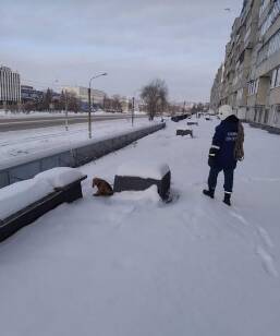 В Засвияжье собака примерзла к кровле дома и ждала помощи несколько дней - ulpravda.ru - Ульяновск