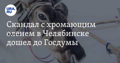 Владимир Бурматов - Скандал с хромающим оленем в Челябинске дошел до Госдумы. Видео - ura.news - Москва - Челябинск - Экология