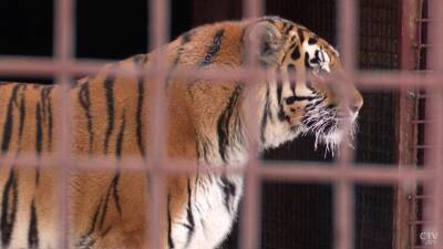 «Они не жалуются, упитанные, здоровые». Посмотрите, как в зоосаде возле Дзержинска живут два тигра из Гродненского зоопарка - grodnonews.by - Белоруссия - Дзержинск - Слуцк