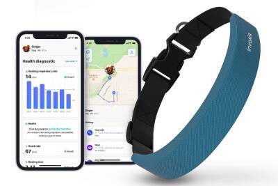 Apple Watch для собак: «умный» ошейник Invoxia с GPS умеет мониторить показатели здоровья - itc.ua - Украина