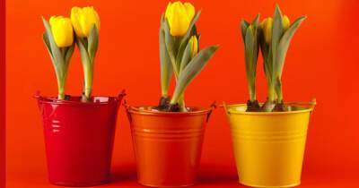 Как заставить тюльпаны расти зимой: советы специалистов - profile.ru - Лондон