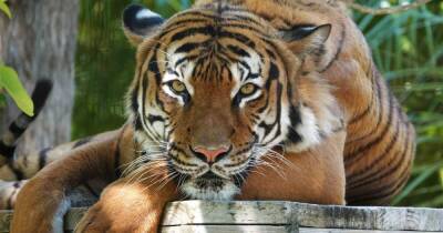 Трое смотрителей пострадали от нападения тигра в сафари-парке Японии - ren.tv - Япония
