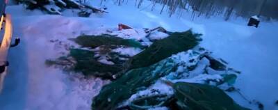 В Нефтеюганске непроданные елки попали на свалку - runews24.ru - Нефтеюганск