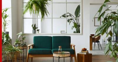 Озеленяем квартиру: 6 необычных мест для комнатных растений - profile.ru