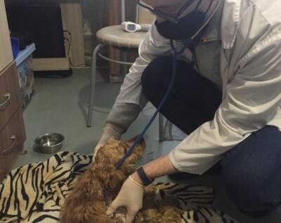 У примёрзшей к крыше собаки ветеринары диагностировали переломы бедра и таза - ulpravda.ru - Ульяновск - Ульяновская
