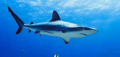 В Крыму создадут развлекательный парк с рифовыми акулами - runews24.ru - Крым - Сингапур